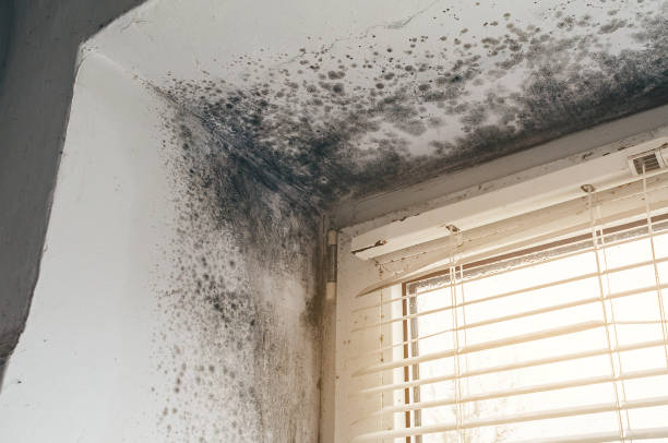 Affordable Mold Removal solutions in Brookside, NJ